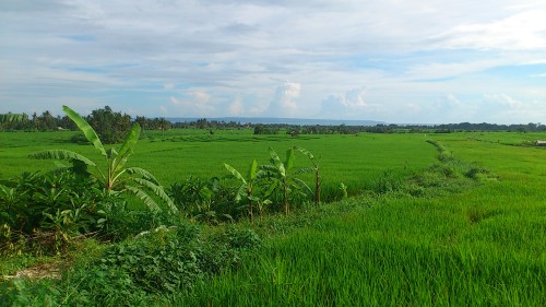 Výhled na rýžová pole se nikdy neokouká