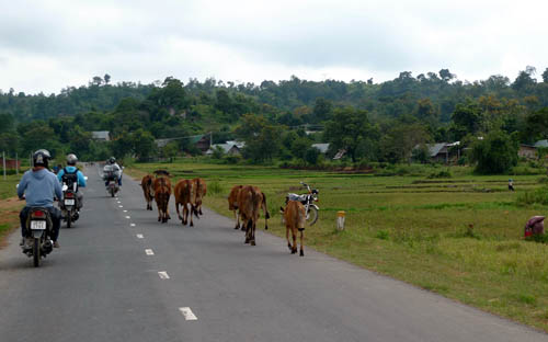Krávy na silnici