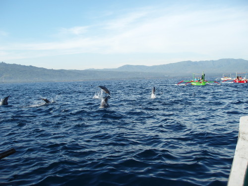 Delfíni Bali