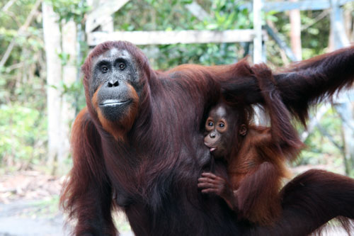 Matka orangutanka s orangutančetem