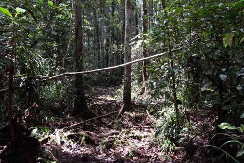 Džungle je na Borneu docela džungoidní