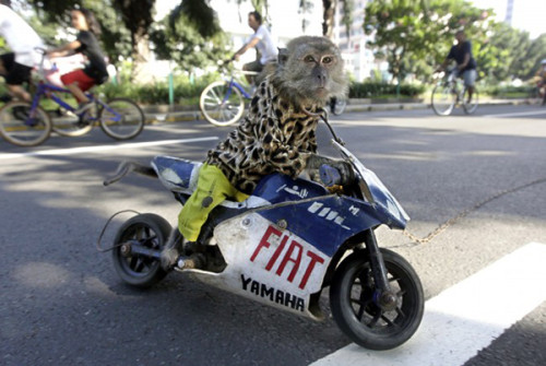 Opice řídí motorku. Zdroj: Kaskus.co.id