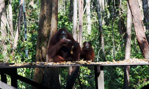 Krmení orangutanů na plošině uprostřed džungle