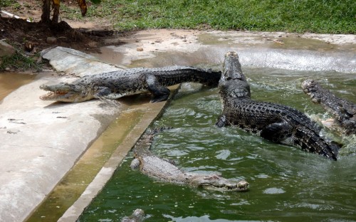 Ostrov Langkawi. Krokodýlí farma. Zrovna měli rodinnou hádku.