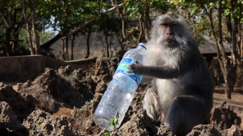 Tahle opička makak je taky profesionální zloděj. Finty nezkouší, prostě přiběhne, ukradne vodu, pantofli, brýle, foťák... A běda jestli budete chtít tu věc zpátky.