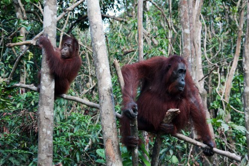 Orangutani si takhle sedí na stromech a čumí