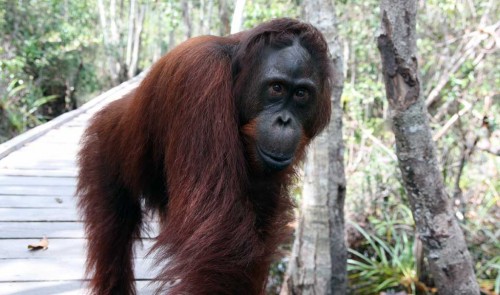 Přišel nás přivítat první orangutan. Prý se jmenuje Atlas