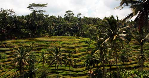 Rýžová pole na Bali. Paráda