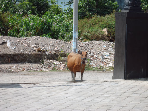 Kuta - kráva na ulici