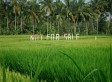 Tady u města Ubud mají místní obdobu farmářky Havránkové. Prostě ten pozemek neprodá.